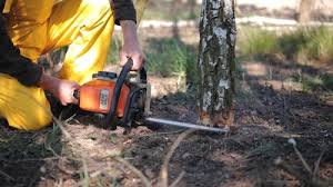 How Our Tree Care Process Works  in  Heber Springs, AR